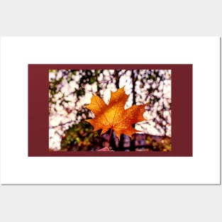 Hand holding golden orange maple leaf Posters and Art